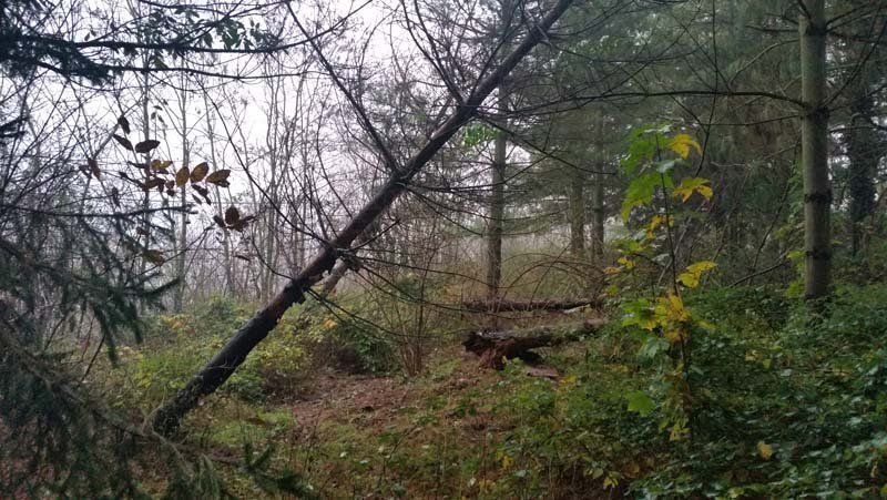 pulizia giardino e pineta