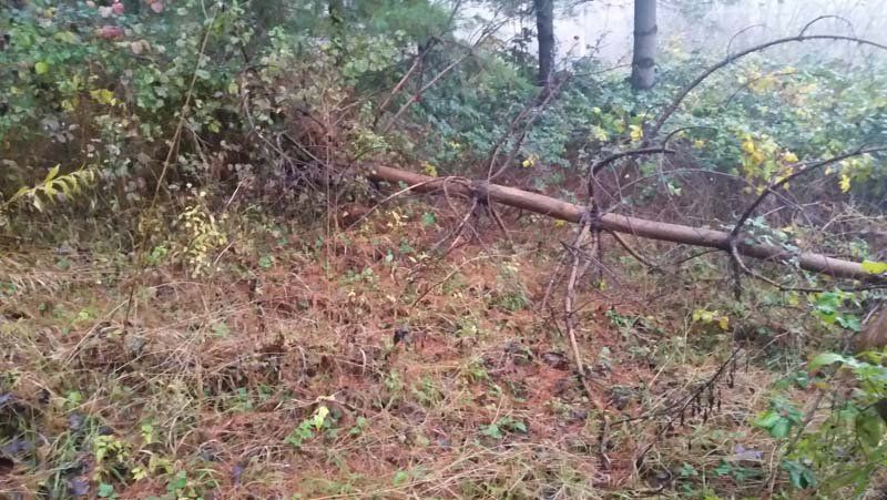 pulizia giardino e pineta