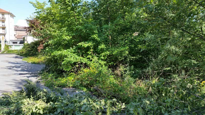 pulizia di giardini dai rovi