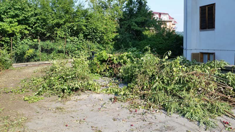 pulizia di giardini dai rovi