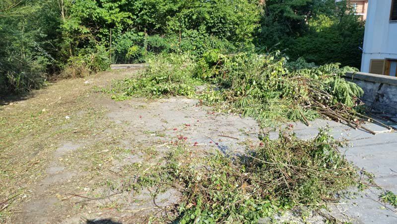 pulizia di giardini dai rovi