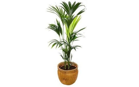 Kentia