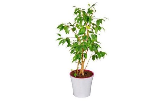 Ficus