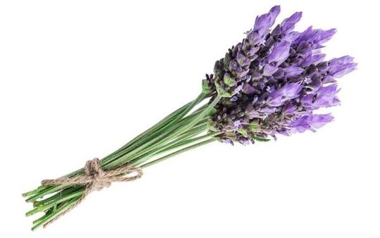 Lavanda