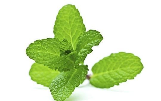 Menta
