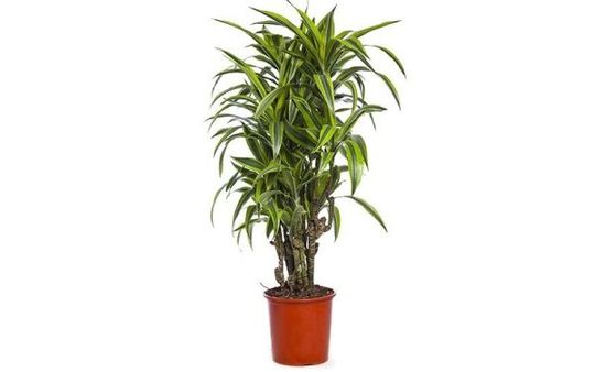 Dracena
