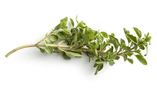 Origano