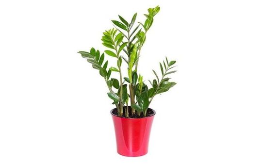 Zamioculcas