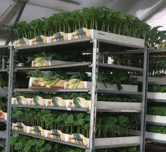 Piante da orto e aromatiche