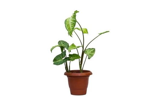 Pothos
