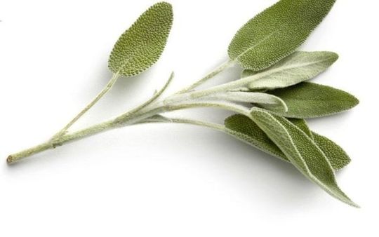 Salvia