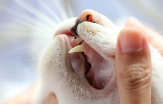 medicina veterinaria