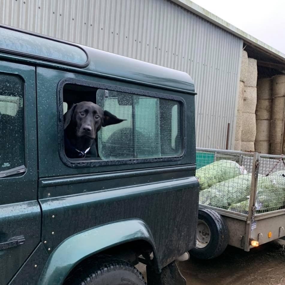 Delivery of Christmas trees from Greenhill Garden nursery Perthshire