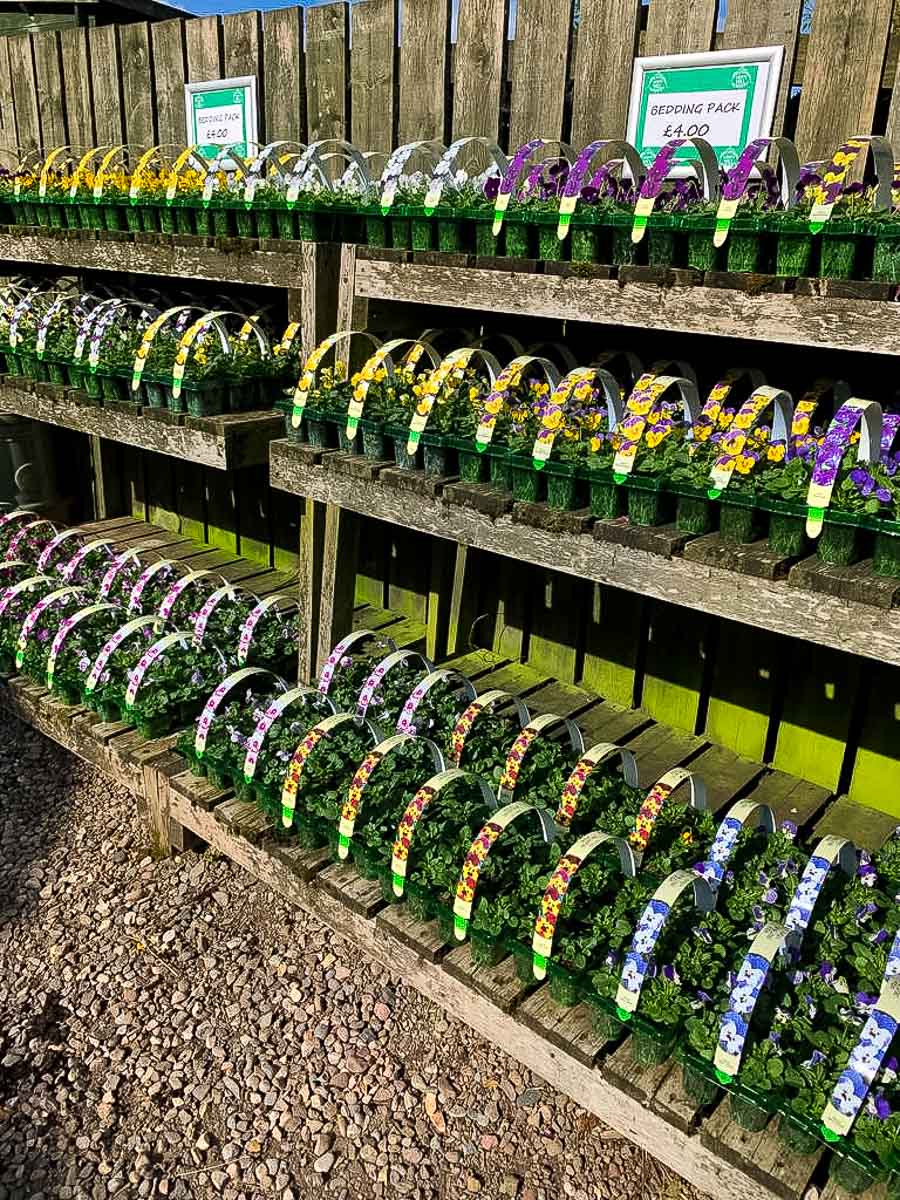 Bedding packs for sale at Greenhill Garden nursery Perthshire