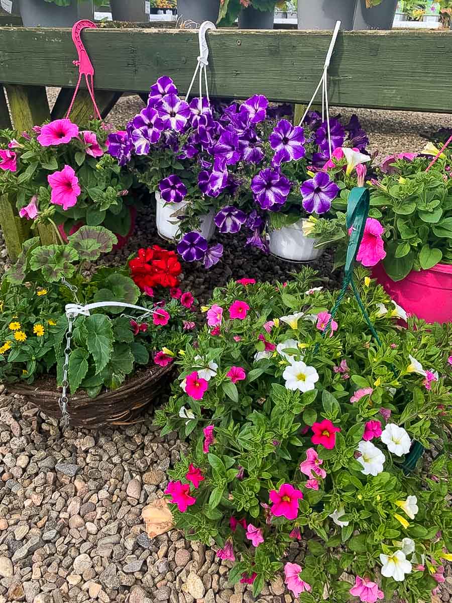 Summer hanging baskets for sale at Greenhill Garden nursery Perthshire