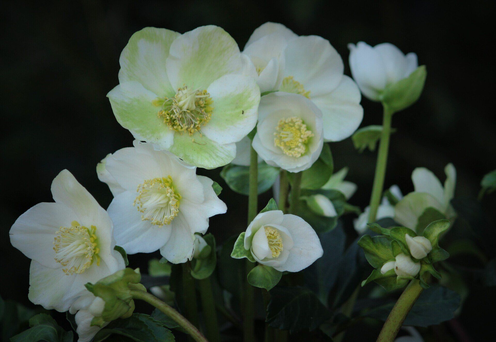 Helleborus niger - Jouluruusu