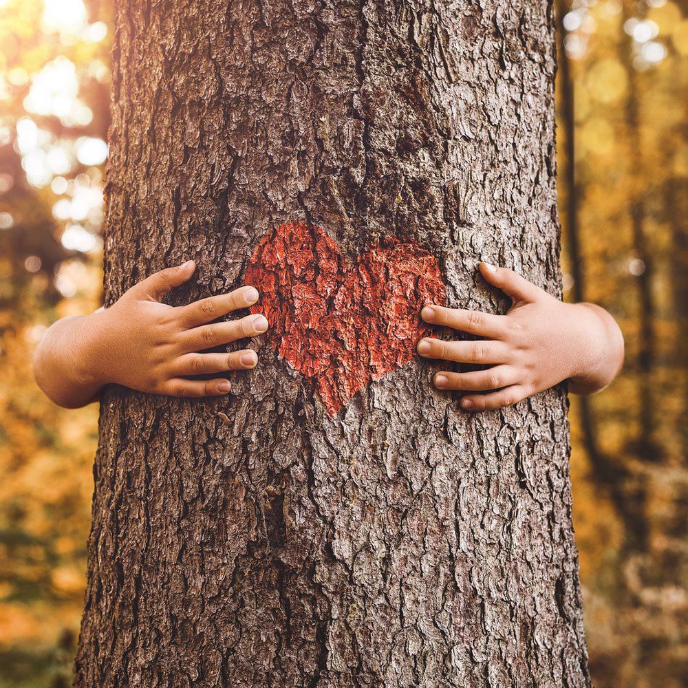 Child Hands Hugging Tree — Dedham, MA — Royer Tree Service Inc Child Hands Hugging Tree — Dedham, MA — Royer Tree Service Inc