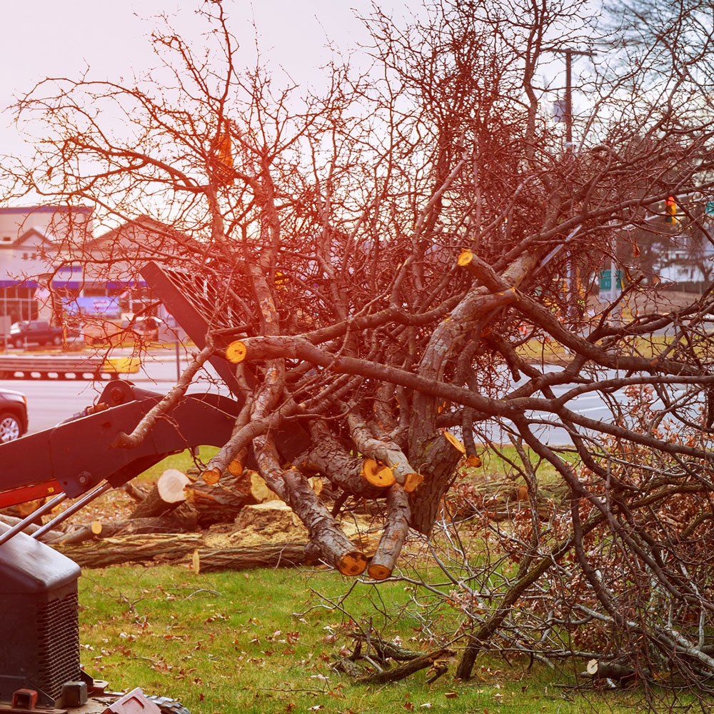 Removed Trees — Dedham, MA — Royer Tree Service Inc Removed Trees — Dedham, MA — Royer Tree Service Inc