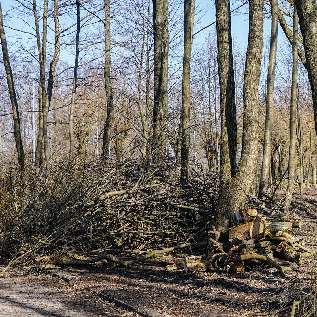 Dead Trees at Forest — Dedham, MA — Royer Tree Service Inc Dead Trees at Forest — Dedham, MA — Royer Tree Service Inc