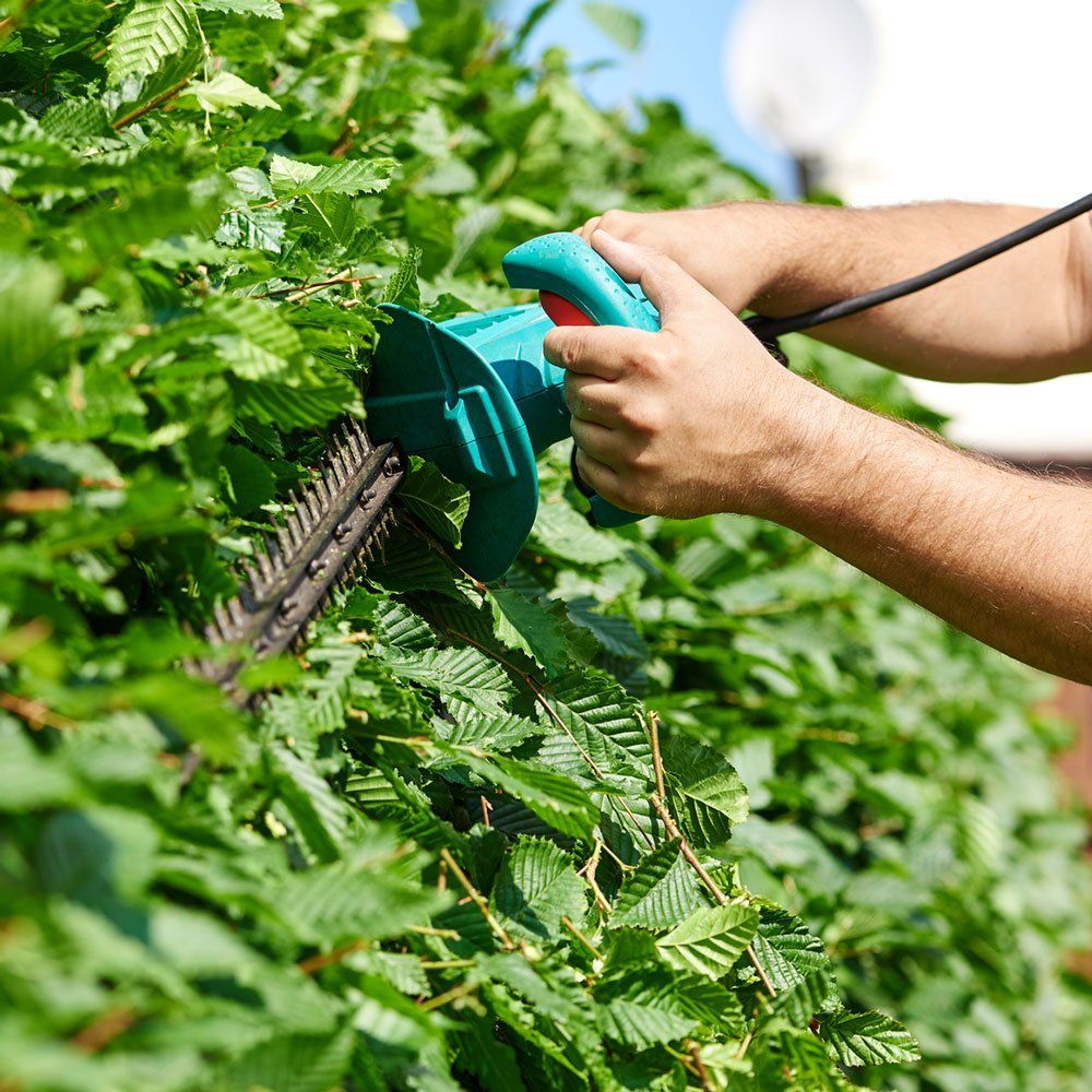 Worker Cutting Hedge — Dedham, MA — Royer Tree Service Inc Worker Cutting Hedge — Dedham, MA — Royer Tree Service Inc