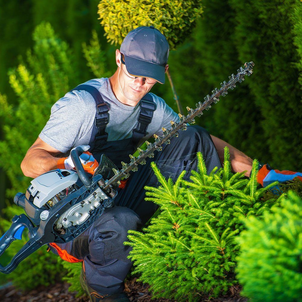 Man Trimming Plants — Dedham, MA — Royer Tree Service Inc Man Trimming Plants — Dedham, MA — Royer Tree Service Inc