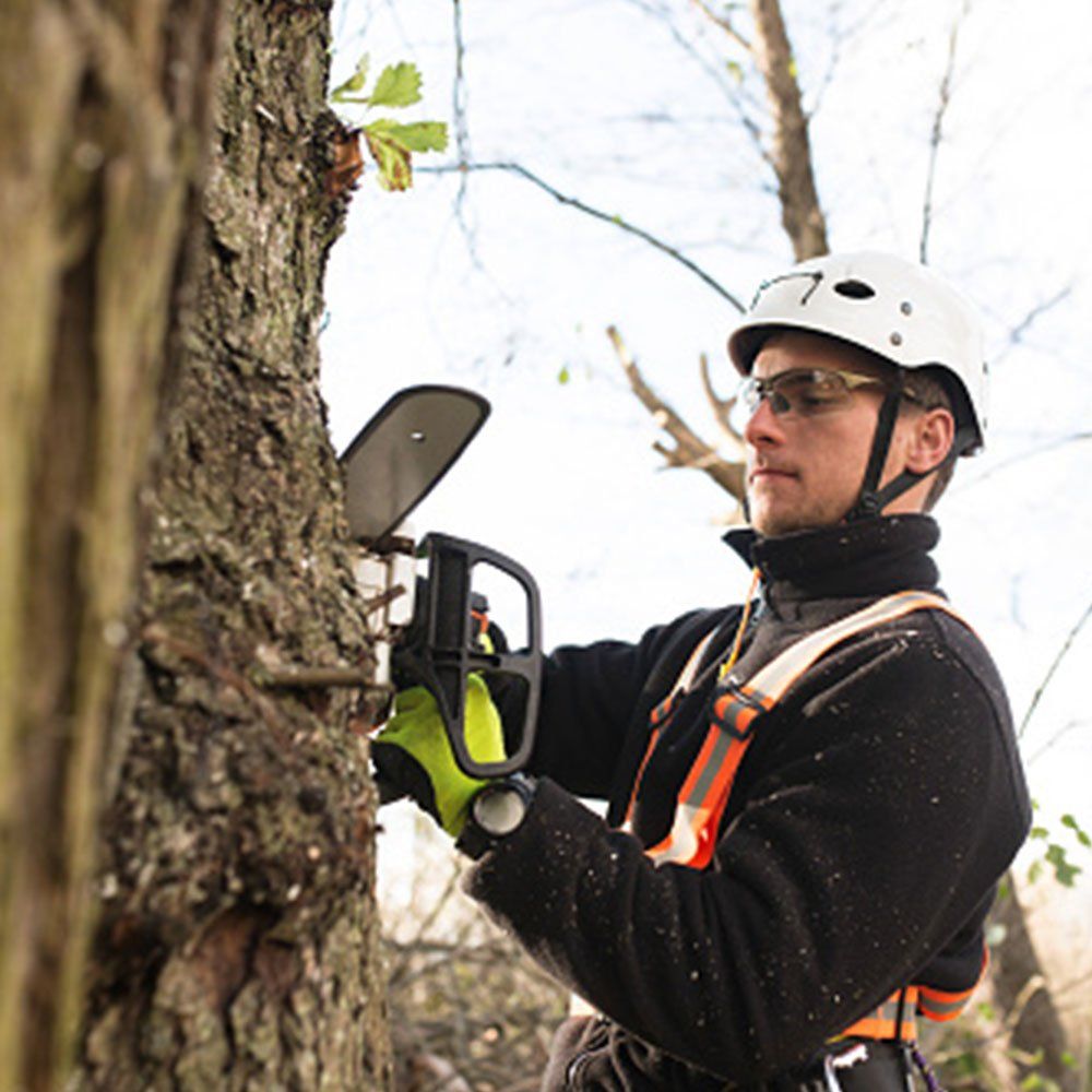 Handsome Arborist — Dedham, MA — Royer Tree Service Inc Handsome Arborist — Dedham, MA — Royer Tree Service Inc