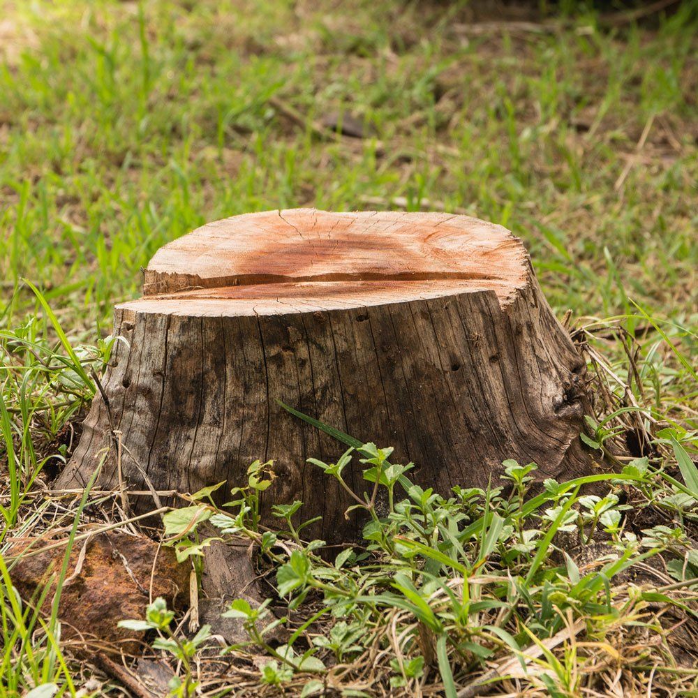 Old Tree Stump in the Summer Park — Dedham, MA — Royer Tree Service Inc Old Tree Stump in the Summer Park — Dedham, MA — Royer Tree Service Inc