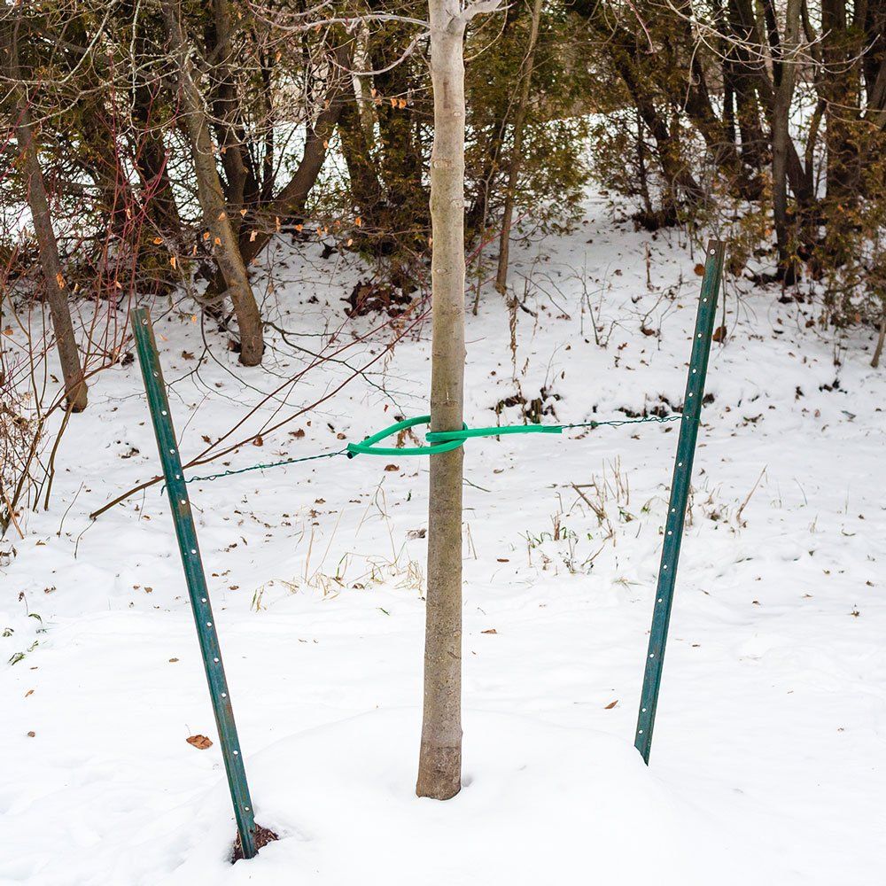 Tree Braced by Cables — Dedham, MA — Royer Tree Service Inc Tree Braced by Cables — Dedham, MA — Royer Tree Service Inc
