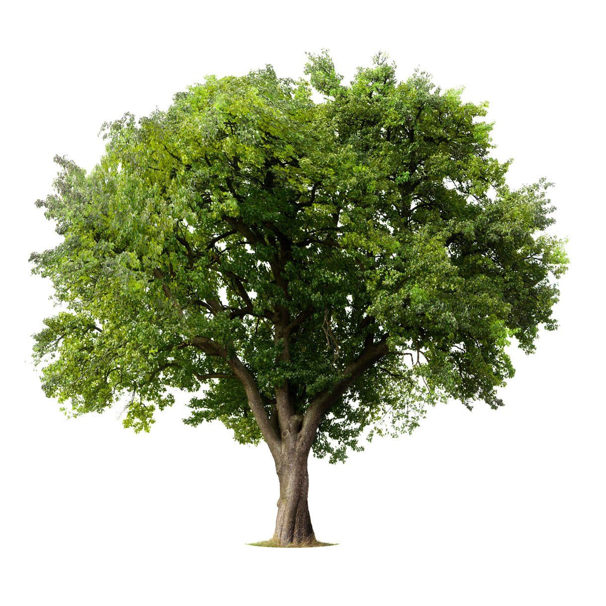Apple Tree — Dedham, MA — Royer Tree Service Inc Apple Tree — Dedham, MA — Royer Tree Service Inc
