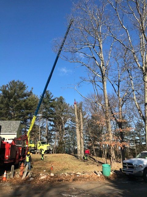Tree After Trimming — Dedham, MA — Royer Tree Service Inc
