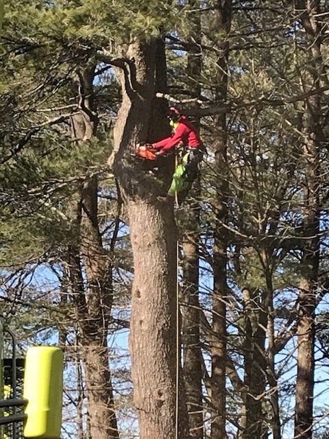 Arborist in red jacket using a chainsaw on a tall tree, secured with ropes and gear.