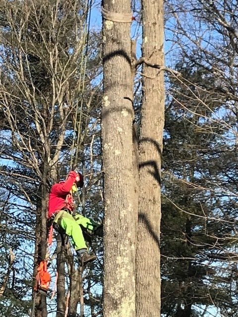 Thinning Red Currant Bush Branches — Dedham, MA — Royer Tree Service Inc