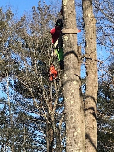Man With Orange Chainsaw — Dedham, MA — Royer Tree Service Inc