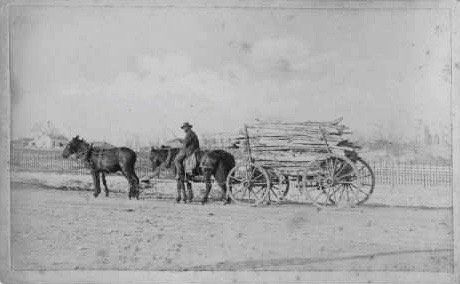 Hauling cedar by wagon