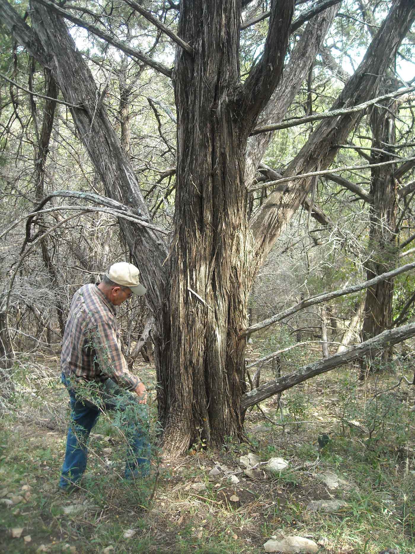 Barney Baker with massive old-growth cedar tree
