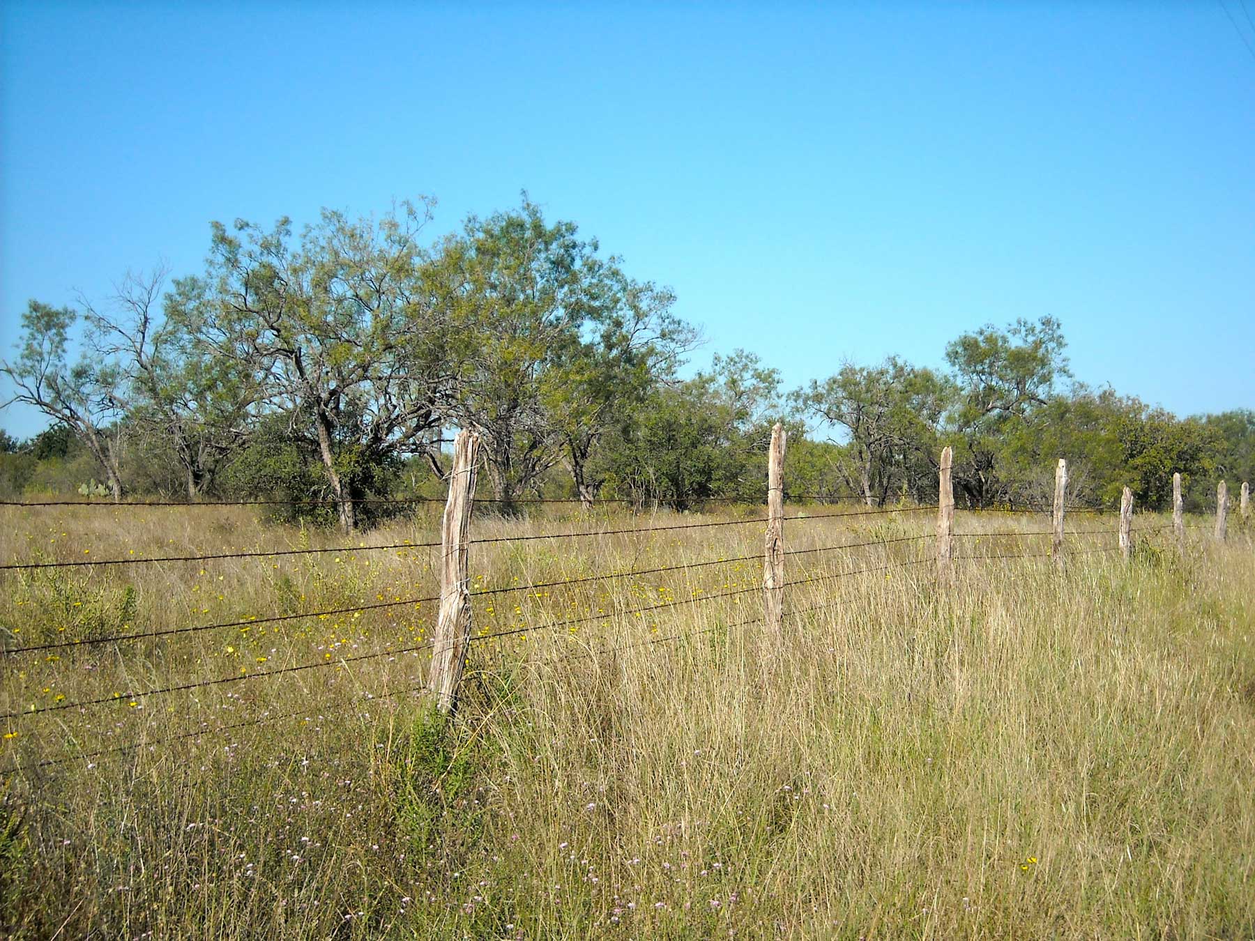 cedar post fence
