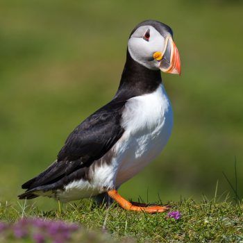Puffin