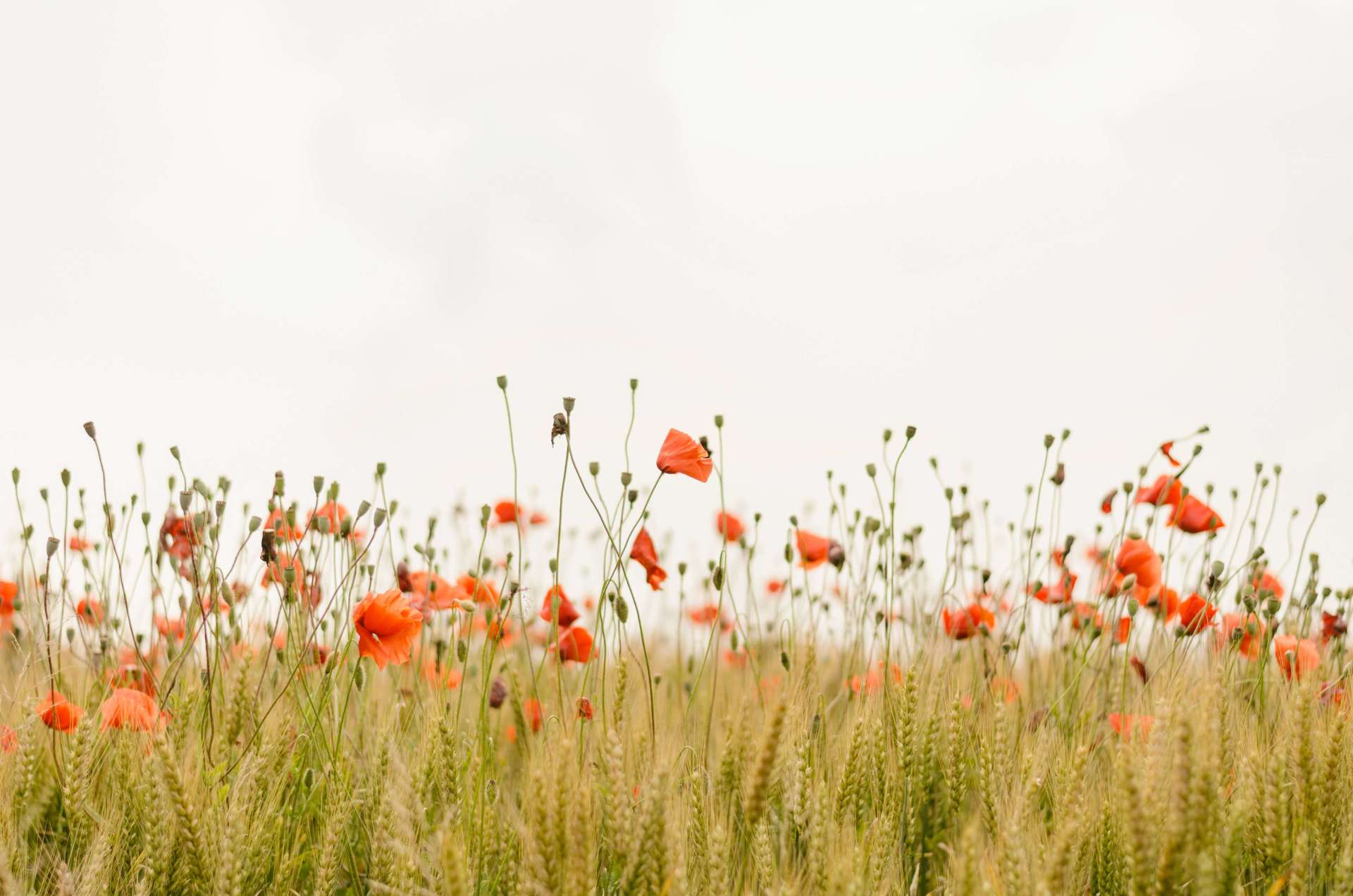 Funeral Trends Cremation Trends