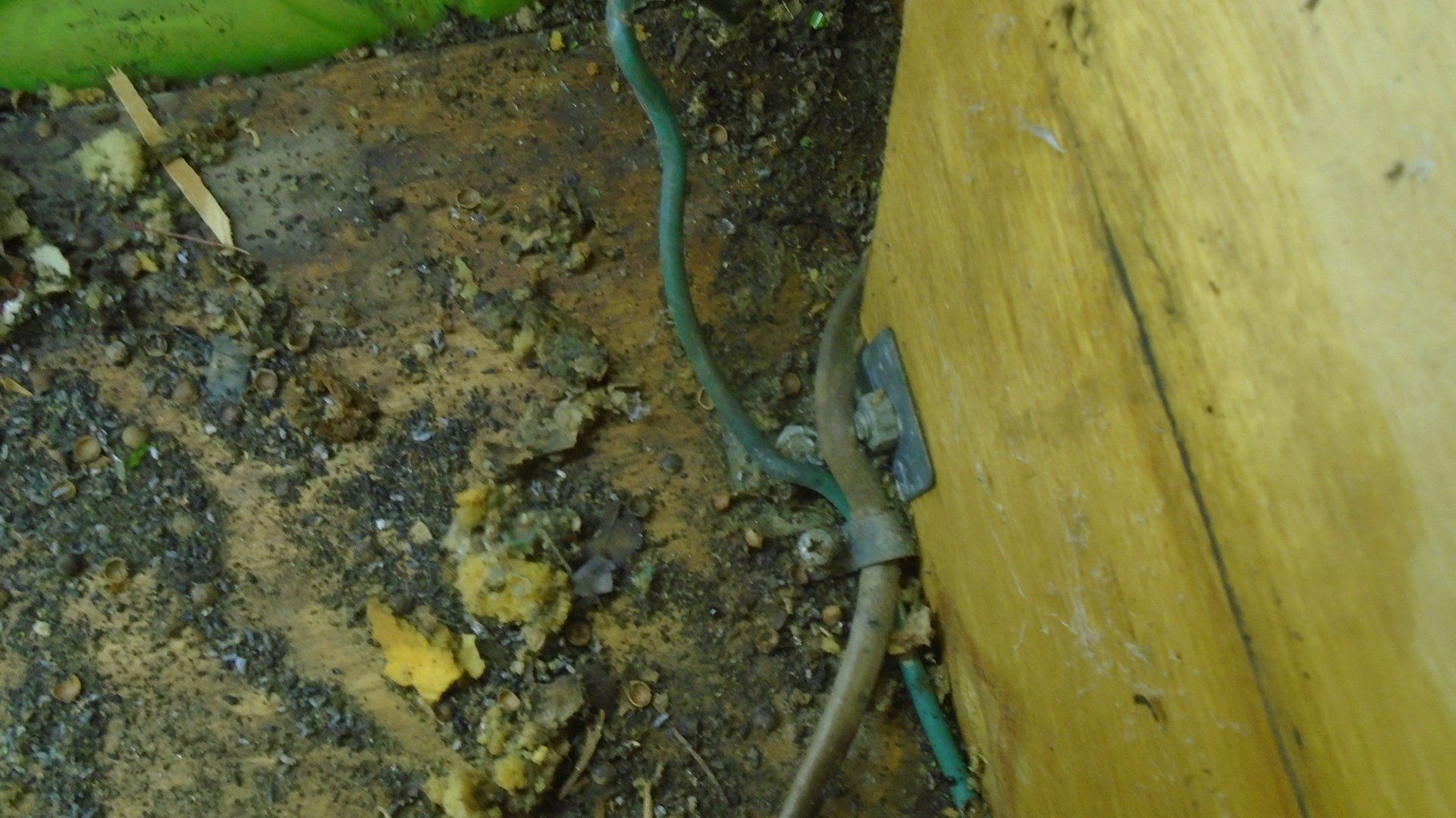 Green electrical wire and metal bracket attached to a wooden surface, with dirt and debris scattered around.