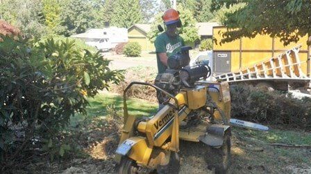 Removing stump Clay's Tree Service Portland OR