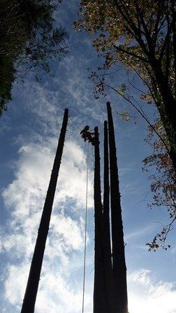 Multiple trees removed - Clay's Tree Service Portland OR