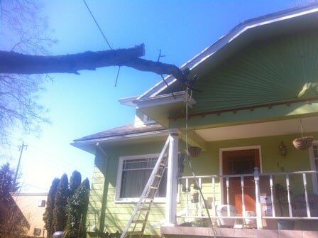 Tree on green house Clay's Tree Service Portland OR