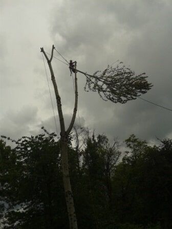 man pruning top of tree Clay's Tree Service Portland OR