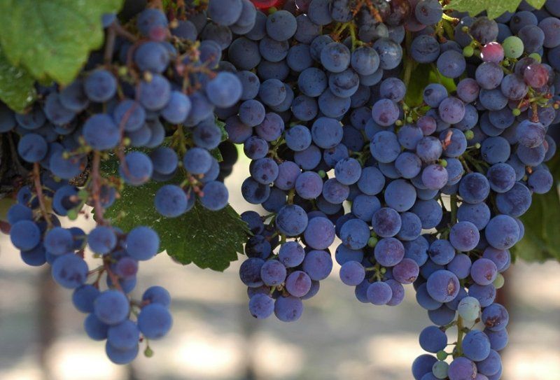 Wine Tours