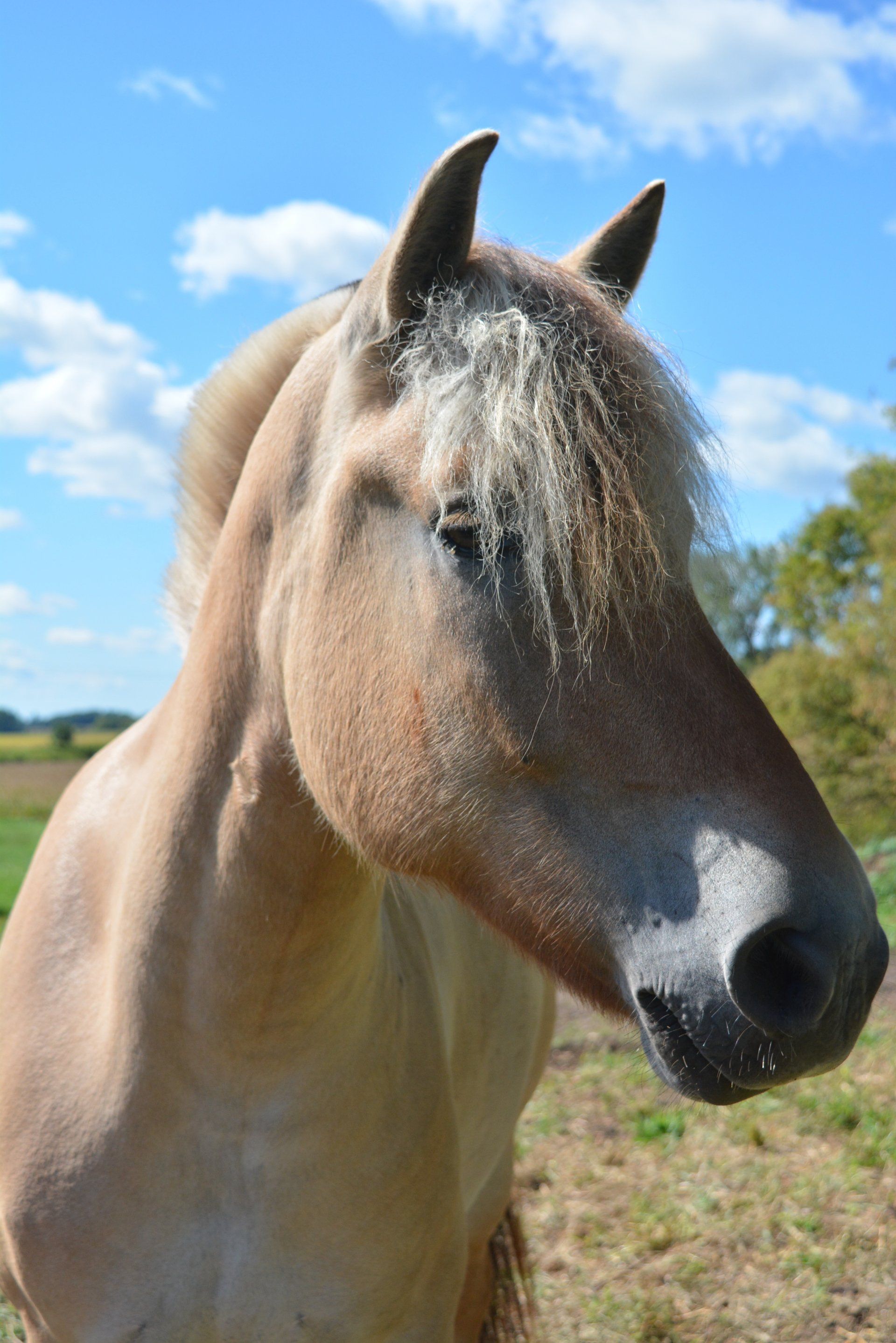 Equul Access, Inc.'s Herd