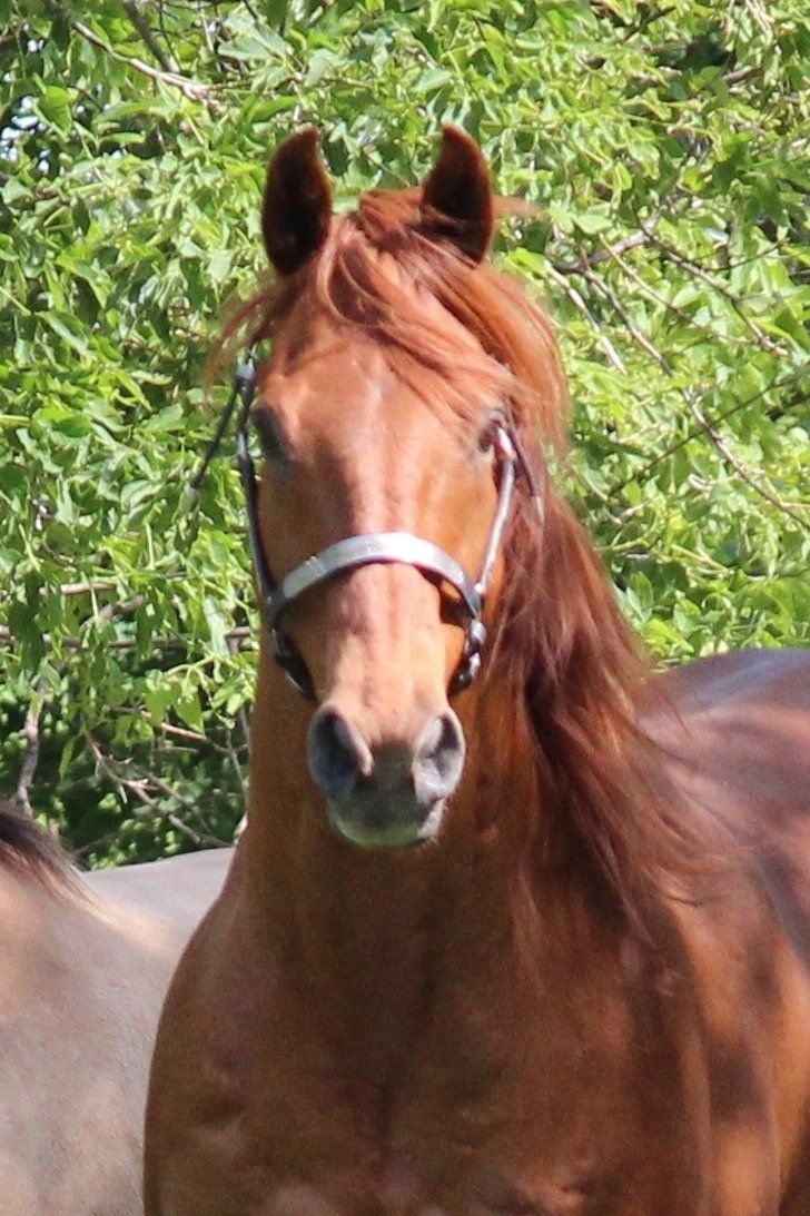 Picture of Sonny