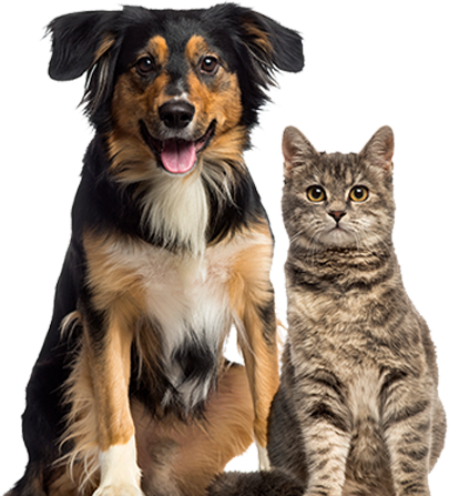 Cat and Dog Sitting | Oviedo, FL | Town & Country Veterinary Clinic Cat and Dog Sitting | Oviedo, FL | Town & Country Veterinary Clinic