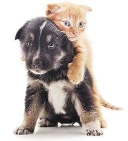 Dog and Cat Bonding | Oviedo, FL | Town & Country Veterinary Clinic Dog and Cat Bonding | Oviedo, FL | Town & Country Veterinary Clinic