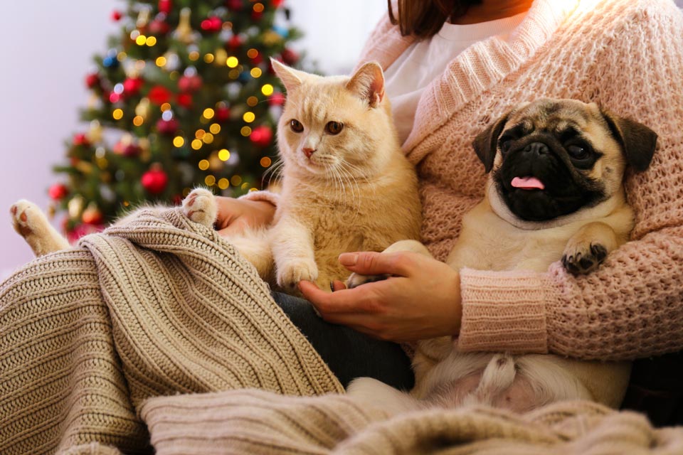 Cat Celebrating Christmas | Oviedo, FL | Town & Country Veterinary Clinic