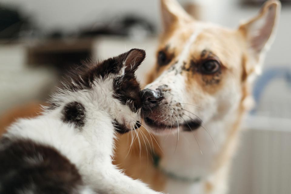 Cat and Dog Bestfriend | Oviedo, FL | Town & Country Veterinary Clinic